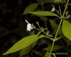 Rhinacanthus nasutus fullplant9.jpg